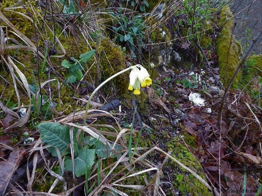 Primula veris / Wiesen-Schlüsselblume (09.04.2019; nahe Laibfelsen bei Fridingen)