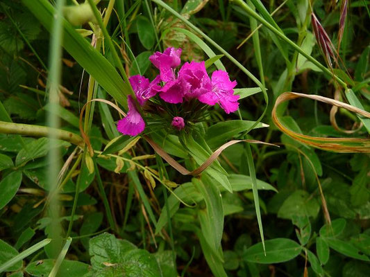 Dianthus barbatus / Bart-Nelke