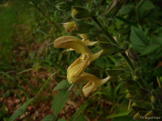  Salvia glutinosa / Klebriger Salbei