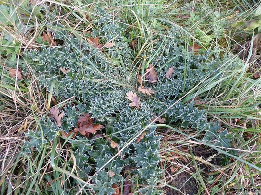 Cirsium vulgare / Gewöhnliche Kratzdistel   (12.11.2019; Pfrungen-Burgweiler Ried)