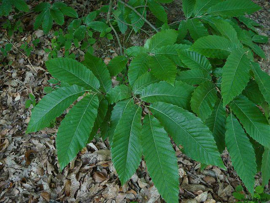 Castanea sativa / Edelkastanie    (05.06.2011; Odenwald bei Dossenheim)
