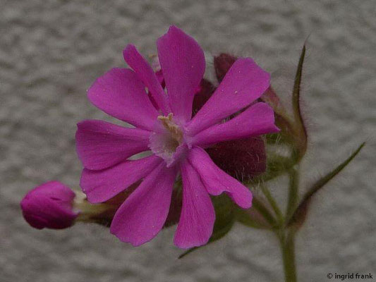 Silene dioica - Rote Lichtnelke    IV-IX