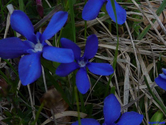 Gentiana verna - Frühlings-Enzian