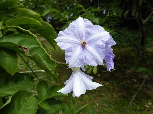 Solanum wendlandii - Costa-Rica-Nachtschatten   (30.07.2022; Botanischer Garten der Universität Basel)