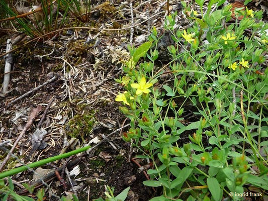 Hypericum humifusum / Niederliegendes Johanniskraut    (13.06.2013; bei Herdwangen im Dreieck der Naturräume Hegau / Oberschwäbisches Hügelland / Donau-Ablach-Platten)