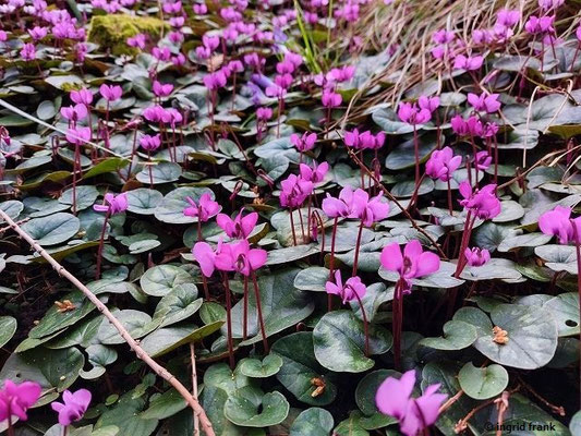 Cyclamen coum / Vorfrühlings-Alpenveilchen (22.02.2023; Weinheim Herrmannshof)