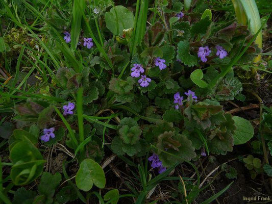 09.04.2010-Glechoma hederacea - Gundermann