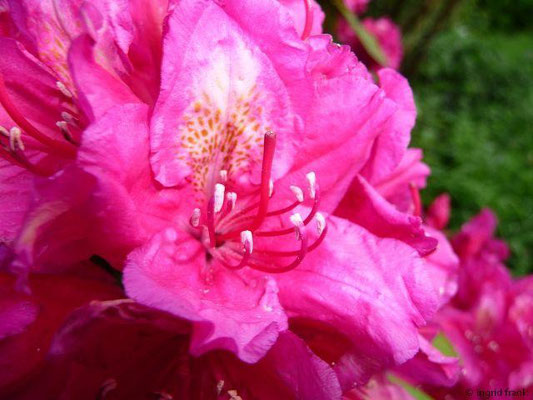 Rhododendron (im eigenen Garten)