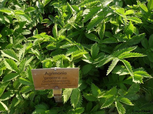 Agrimonia procera / Großer Odermennig (30.04.2014; Botanischer Garten Berlin)
