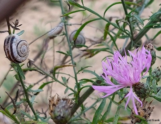 Centaurea stoebe - Gefleckte Flockenblume