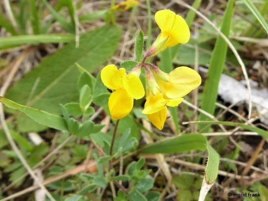 Lotus corniculatus / Gewöhnlicher Hornklee