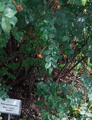 Rosa spinosissima / Bibernell-Rose
