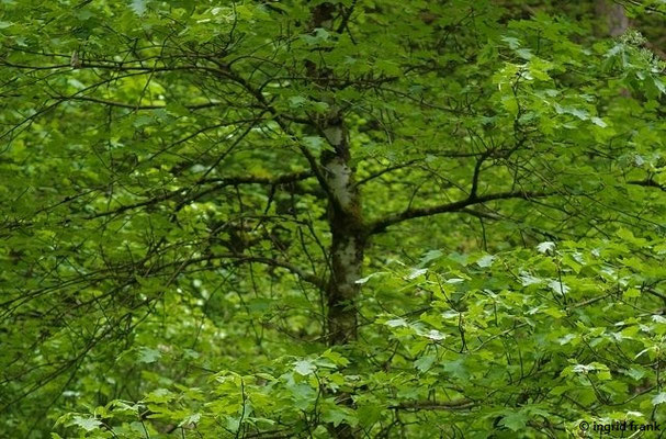 Sorbus torminalis / Elsbeerbaum