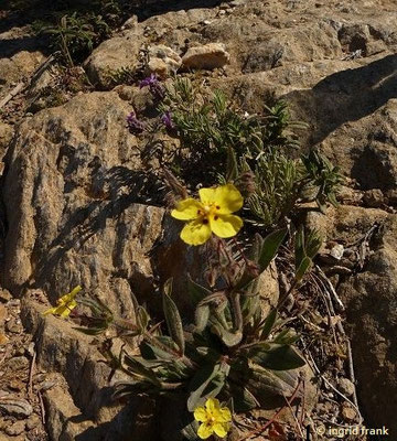 Tuberaria guttata / Geflecktes Sandröschen    VI-IX