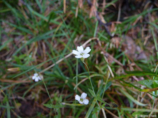 Silene rupestris - Felsen-Leimkraut    VII-VIII