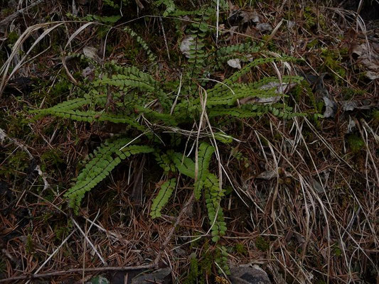 Asplenium trichomanes / Braunstieliger Streifenfarn