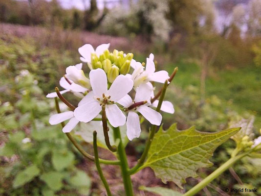 Alliaria petiolata / Knoblauchsrauke   (10.04.2024; Hemmenhofen)