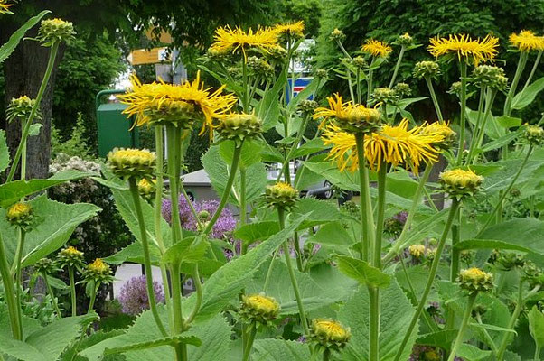 Inula helenium / Echter Alant