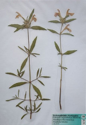 Galeopsis angustifolia / Schmalblättriger Hohlzahn   (06/2009; Mundingen, Rheinebene, Eisenbahnschotter)  (Herbarium Dr. Wolf von Thun)