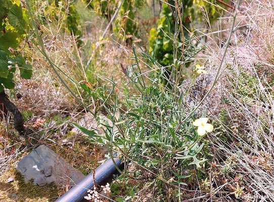 Coinzya monensis ssp. cheiranthos / Schnabelsenf, Lacksenf (16.09.2025; Rotweinwanderung zwischen Altenahr und Dernau)