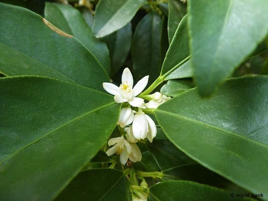 Fortunella margarita / Ovale Kumquat  (30.07.2022; Botanischer Garten der Universität Basel)