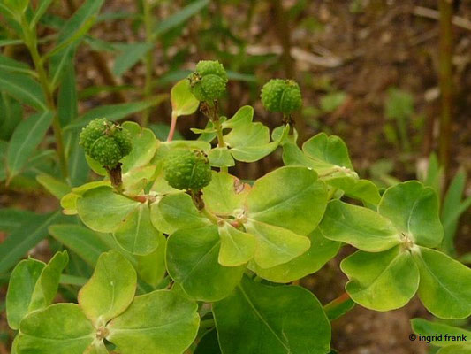 Euphorbia palustris - Sumpf-Wolfsmilch (Botanischer Garten Universität Heidelberg)