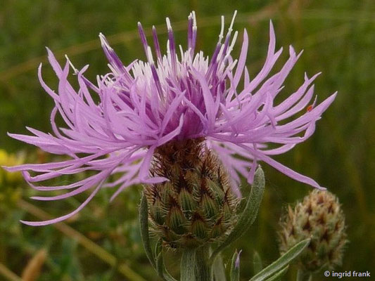 Centaurea stoebe / Rispen-Flocenblume, Gefleckte Flockenblume