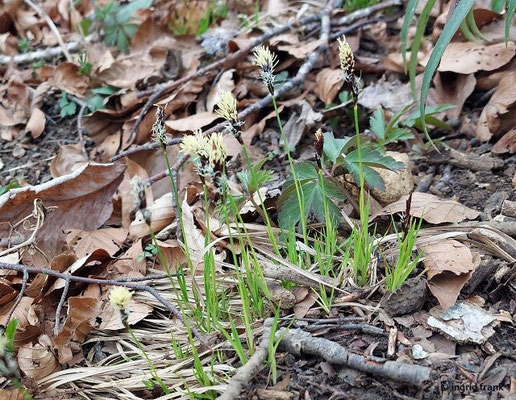Flora Incognita sagt mit 99 % Wahrscheinlichkeit: Carex montana / Berg-Segge  (stimmt das?)