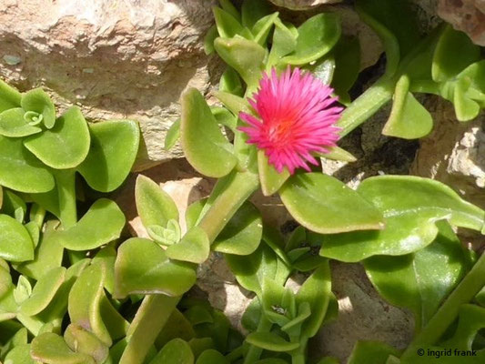 Aptenia cordifolia / Herzblättrige Mittagsblume    (01.05.2019; Italien, Toskana, Halbinsel Monte Argentario)