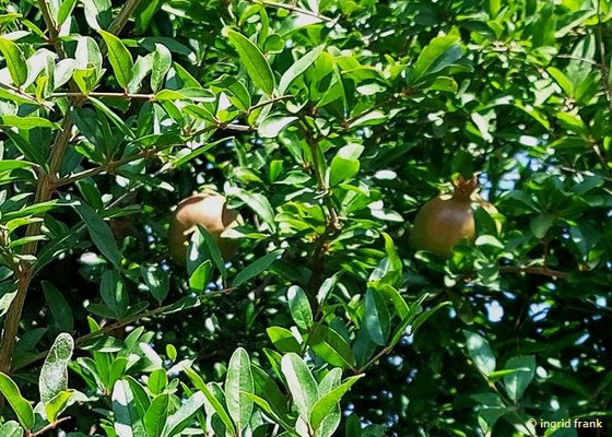 Punica granatum / Granatapfelbaum   (28.08.2024; Italien, Ostia Antica)