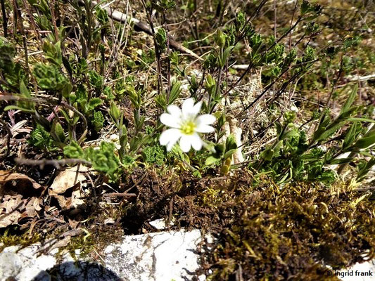 Cerastium arvense / Acker-Hornkraut    (27.04.2021; Amalienfelsen, Fürstliche Anlagen Inzigkofen an der Oberen Donau)