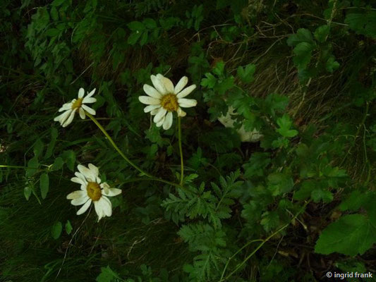 Tanacetum corymbosum / Gewöhnliche Straussmargerite