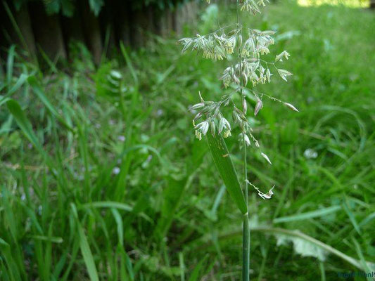 Holcus lanatus / Wolliges Honiggras