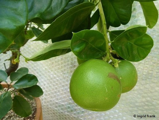 Citrus maxima / Pampelmuse   (30.07.2022; Botanischer Garten der Universität Basel)