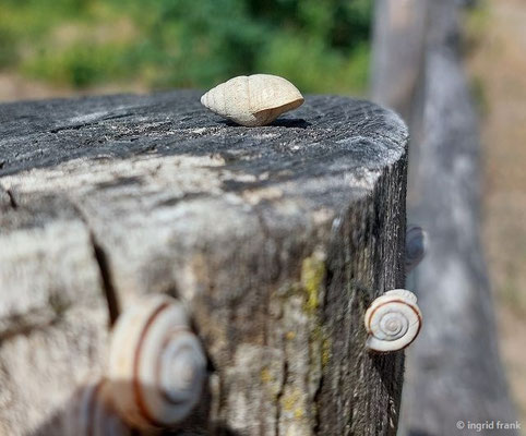 Turmschnecke und Heideschnecke