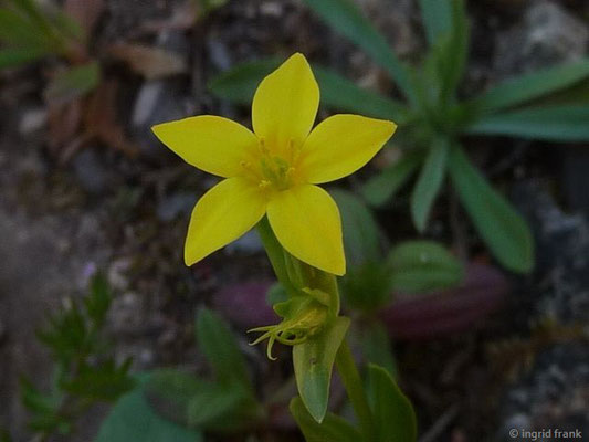 Centaurium maritimum - Gelbes Tausendgüldenkraut (Insel Elba)