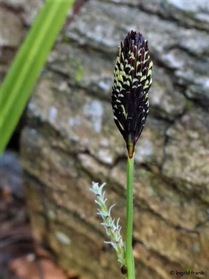 Carex pilosa / Wimper-Segge
