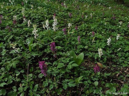 Corydalis spec. (400 Arten)