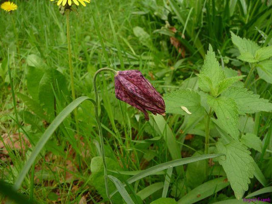 FÜR VIEH GIFTIG:  Schachbrettblume / Fritillaria meleagris;  Familie: Liliengewächse / Liliaceae
