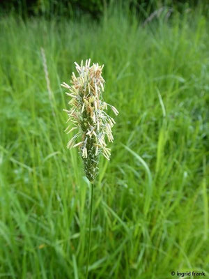 Alopecurus pratensis / Wiesen-Fuchsschwanz