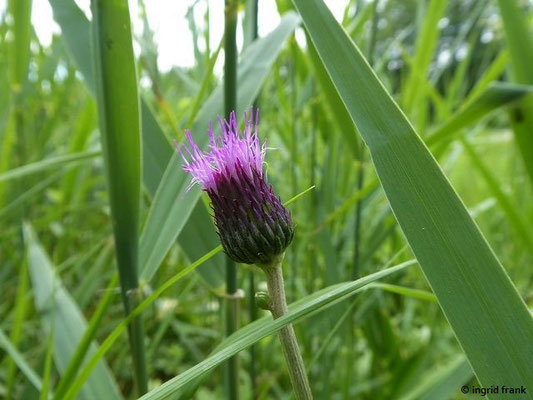 Cirsium rivulare / Bach-Kratzdistel    (06.06.2022; Streuwiese beim Metelisweiher)