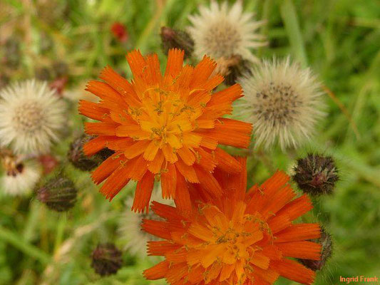 Orangerotes Mausohrhabichtskraut  / Pilosella aurantiaca    Vi-VIII