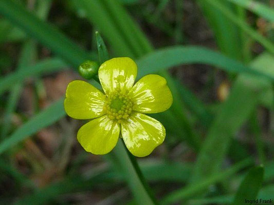 FÜR VIEH GIFTIG:  Brennender Hahnenfuß / Ranunculus flammula;  Familie: Hahnenfußgewächse / Ranunculaceae