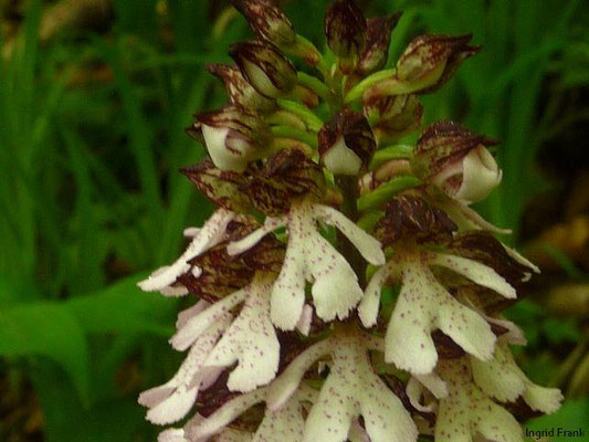 Orchis purpurea / Purpur-Knabenkraut