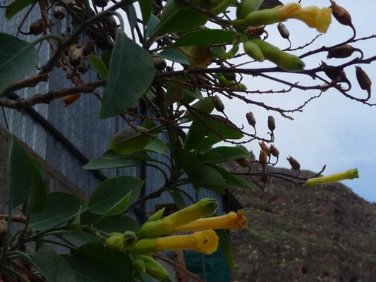 Nicotiana spec. (67 Arten)