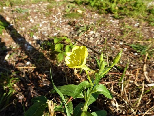 Oenothera - Nachtkerze