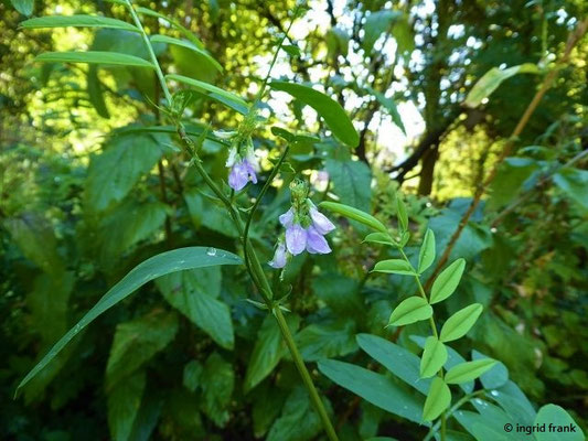 FÜR VIEH GIFTIG:  Echte Geißraute / Galega officinalis;  Familie: Hülsenfruchtgewächse / Fabaceae    (Heilkräutergarten im Schlosspark Weinheim)