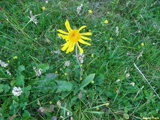 Arnica montana / Echte Arnika