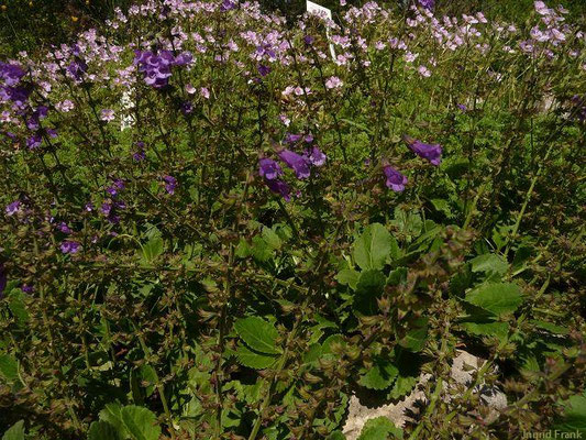 Horminum pyrenaicum / Pyrenäen-Drachenmaul (Botanischer Garten Leipzig)    VI-IX
