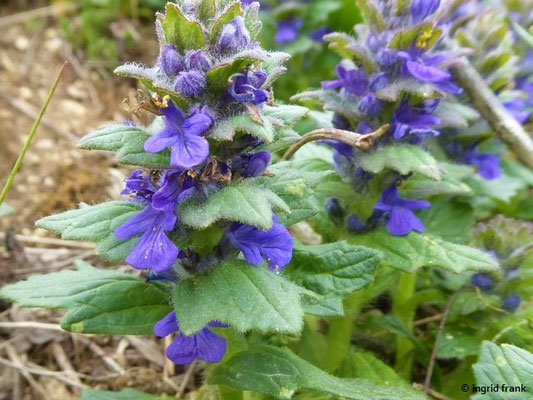 Ajuga genevensis / Heide-Günsel, Genfer Günsel    IV-VI